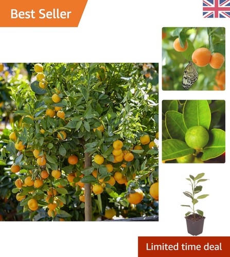 Citrus panama orange tree in - citrus, 'panama