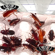 Adults Mix  Red Runner