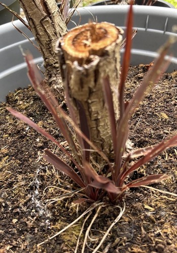 Cordyline australis rooted - australis,