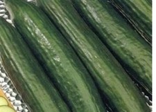 9  X Cucumber   MINI PLUG