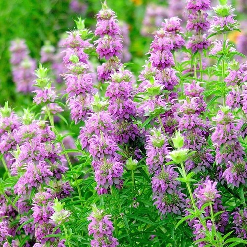 1000 monarda citriodora - citriodora, seeds