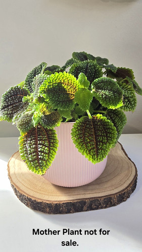 Pilea friendship plant - pilea,