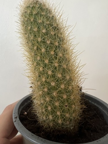 Hildewinteria colademoninis - hildewinteria,