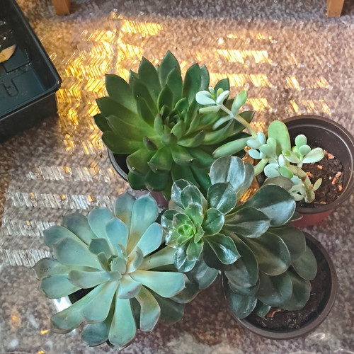 Live potted echeveria - 4x,