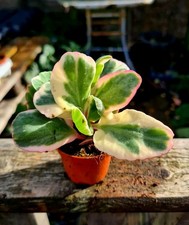 Kalanchoe Fedtschenkoi 'Aurora Borealis' | Variegated succulent in pot