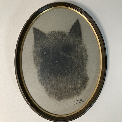 North cairn terrier - north, dog
