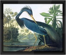 NEW John James Audubon