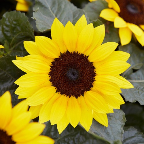 Sunflower annual plant - sunflower,