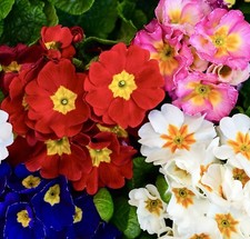Giant Polyanthus Flowering Mix Colossea Perennial Border - 100x Seeds - Flower