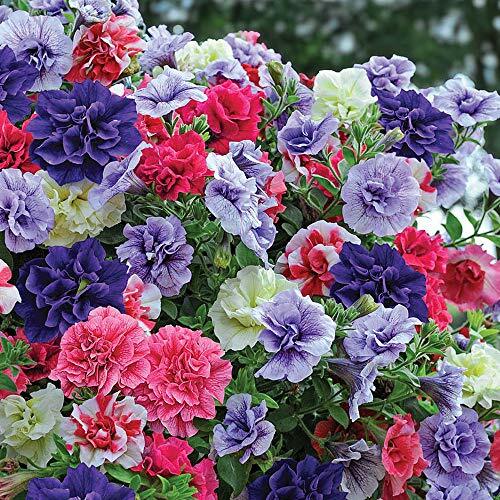 Petunia frills spills - frills, &