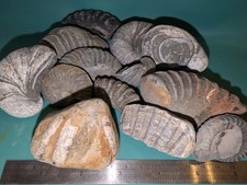 Mixed Lot of Authentic Whitby