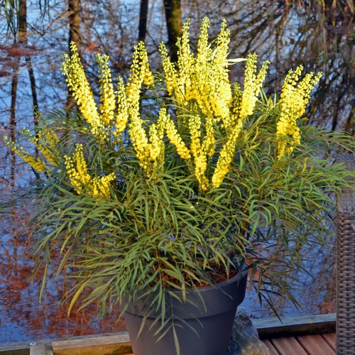 Mahonia eurybracteata soft - mahonia,