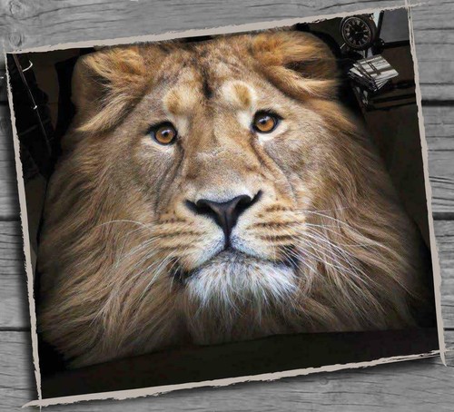 Animal print throw - print,