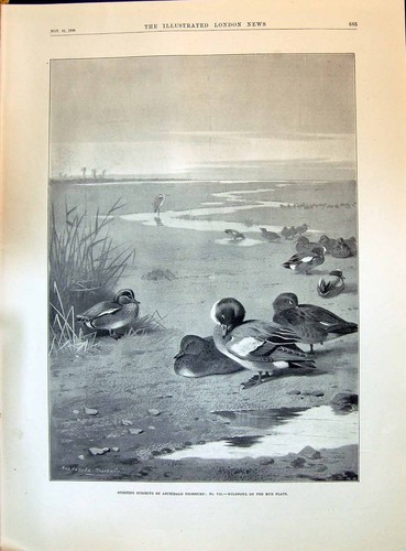 Old antique print 1896 - antique,