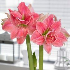 Christmas Plant Pink Gin - Amaryllis Bulb Large XXL Winter Flowering Indoor Gift