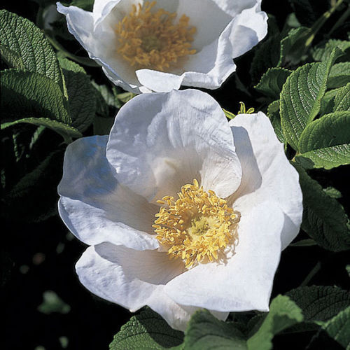 Red white hedging rose - or,