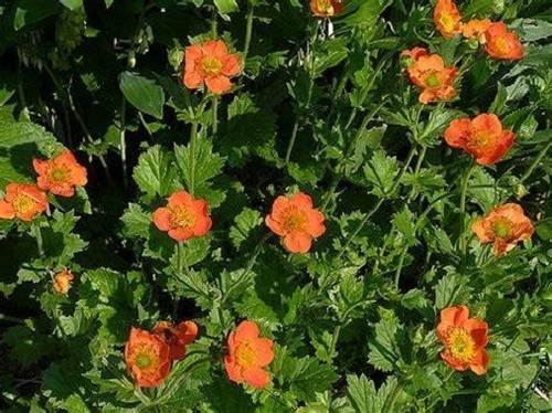 Geum cooky plant orange - cooky,