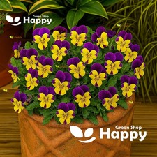 HORNED PANSY - JOHNY-JUMP-UP - HELEN MOUNT - 250 SEEDS  - Viola cornuta