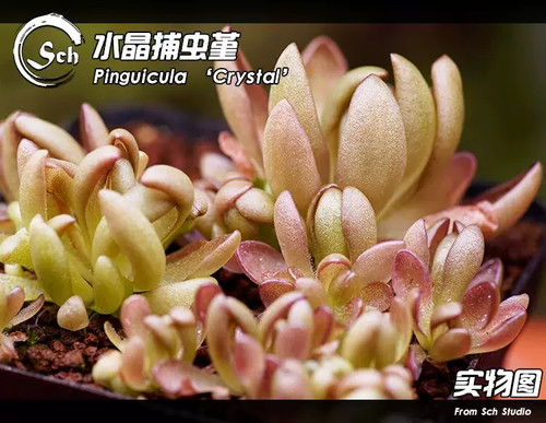 Pre sale pinguicula bcp - pre-sale,