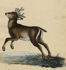 Young Red Deer Stag Gouache