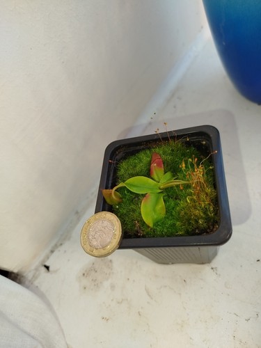 Nepenthes bloody mary - nepenthes, 'bloody