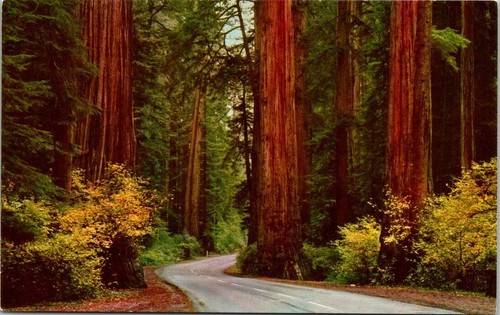 Postcard california northern - postcard,