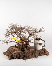 Tanuki Bonsai Driftwood Fish Tank Vivarium Decoration Real Wood Untreated