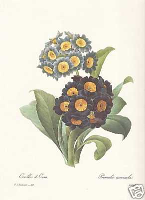 Primrose auricle primula - primrose,