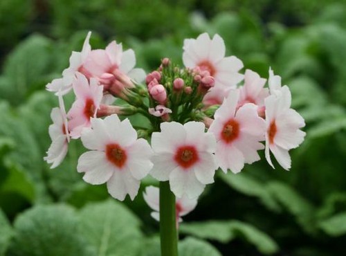 Primula japonica - x,