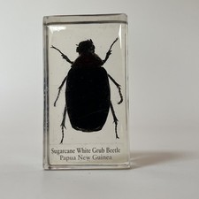 Real Life Bugs And Insects