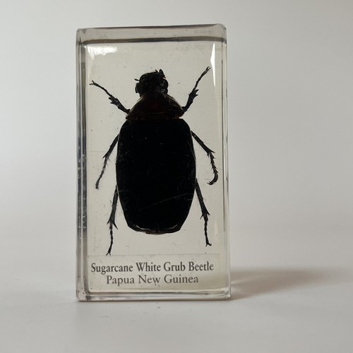 Real life bugs and - life,