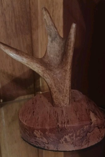 Vintage deer antler display - deer,