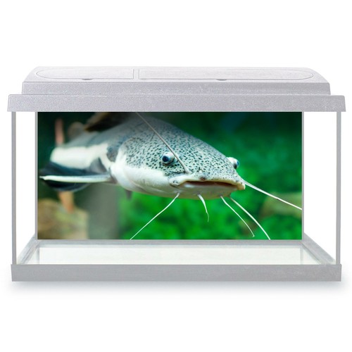 Fish tank background - tank,
