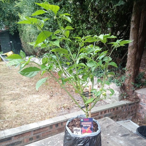 Armegedon chilli pepper - pepper, plant