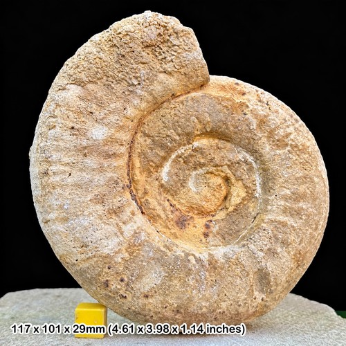Fossil ammonite - 4.5",