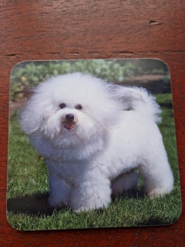 Bichon frise coaster - frise,
