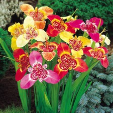 100 tigridia pavonia mixed - 1-100,