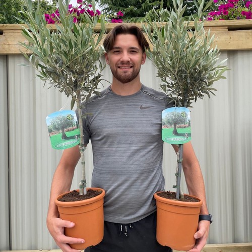 Olive tree 100 - 1,