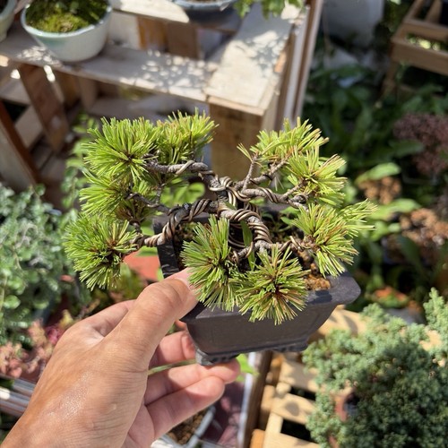 Myojo japanese white pine - myojo,
