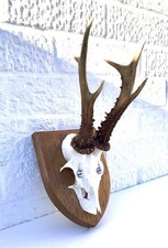 TAXIDERMY ROE DEER SIX POINT ANTLERS SKULL ON OAK SHIELD DECORATIVE WALL HANGING