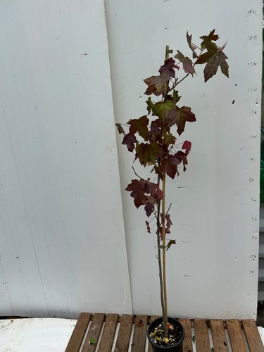 Sweetgum tree liquidamber - tree,