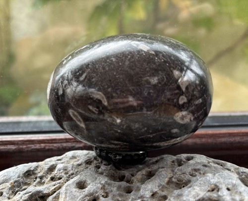 Orthoceras fossil stone - fossil, egg