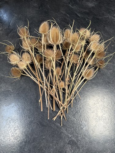 Dried teasel wild flower - wild,