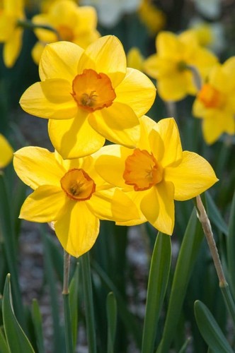 500 daffodil sealing wax - -500,