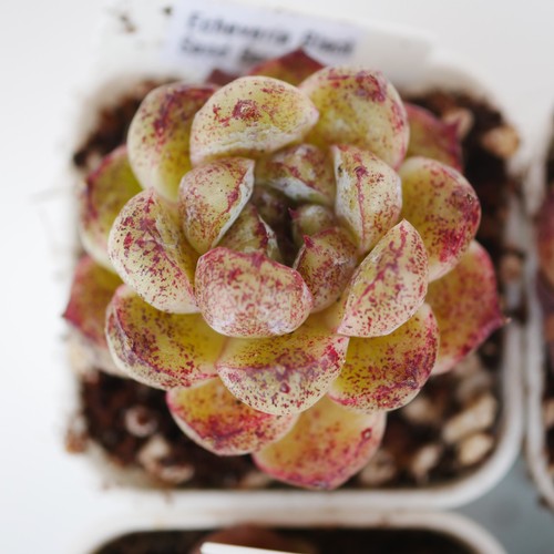 New hybrid echeveria black - hybrid,