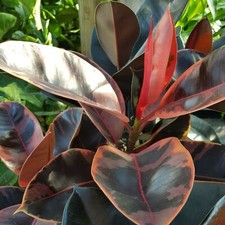 Ficus Elastica - Rubber Tree