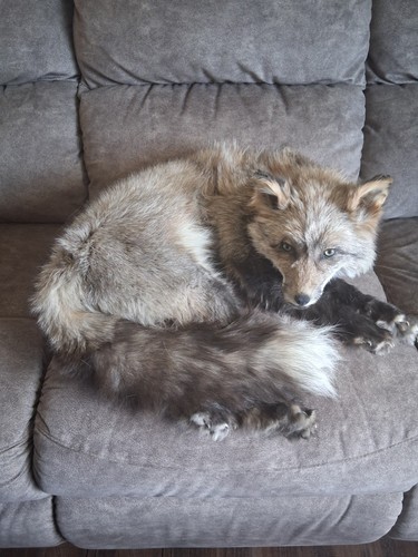Color phase smokey - red, fox