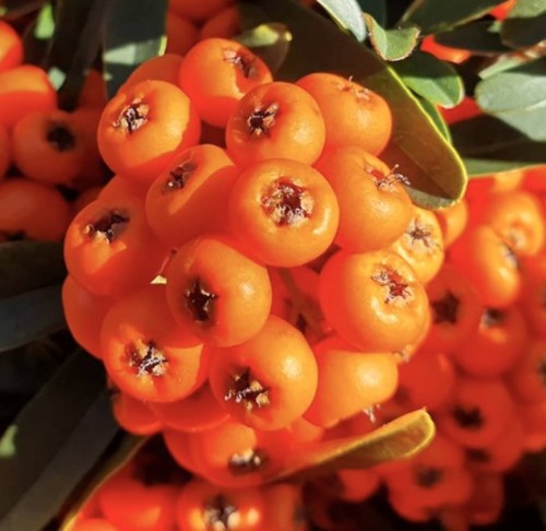 Pyracantha nana navajo - pyracantha,