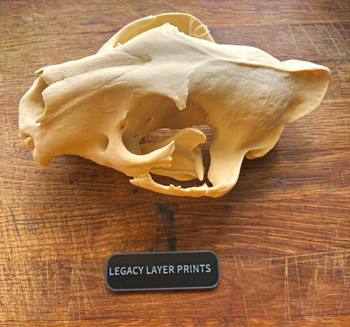 Tiger skull replica scaled