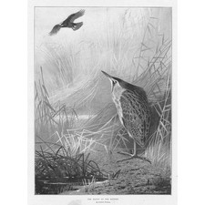 ARCHIBALD THORBURN The Haunt of the Bittern - Antique Print 1897